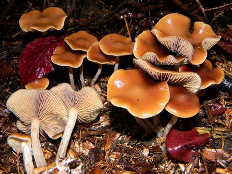 cyanescens, but its cap margin does not become wavy and instead, it keeps it convex shape with a central. . Growing psilocybe cyanescens shroomery